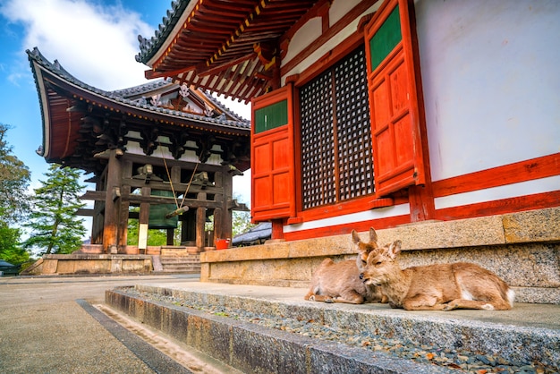 Herten bij Todaiji-tempel in Nara, Japan