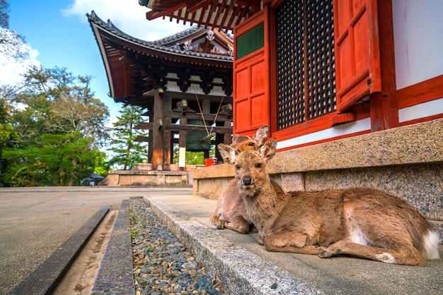 Herten bij Todaiji-tempel in Nara, Japan