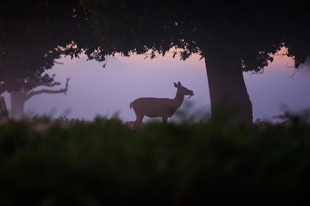 Herten die bladeren bij bomen eten