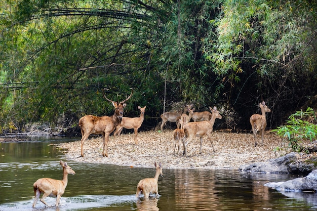 herten en hinden wandelen door water naar bos. Wildlife in natuurlijke habitat