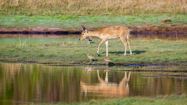 Foto herten en vogels aan de oever van een meer in het bos