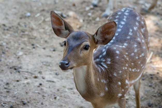 Herten grazen in de dierentuin