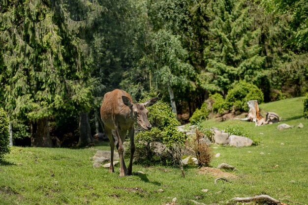 Herten grazen op de weide.