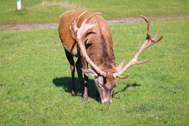 Foto herten grazen op een veld