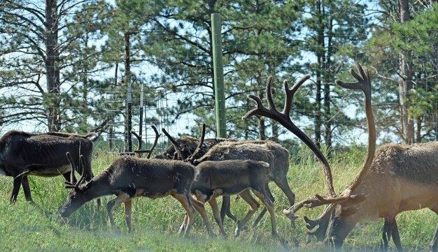 Herten grazen op een veld