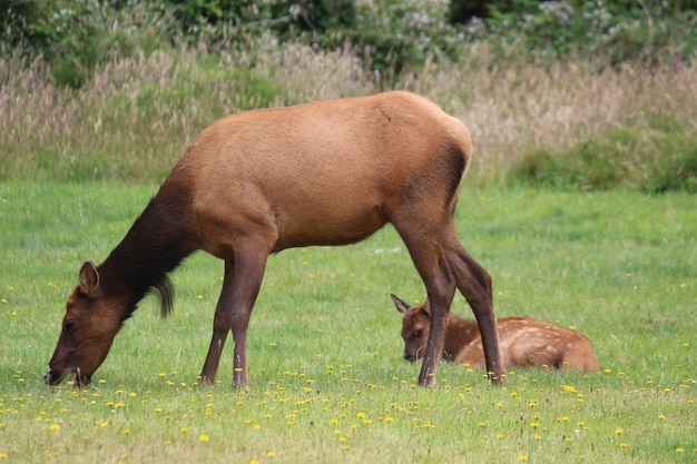 Foto herten grazen op gras