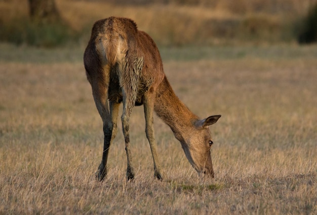 Herten grazen op het veld