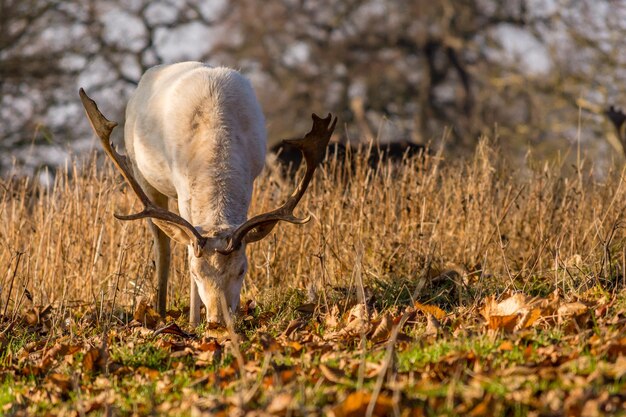 Foto herten grazen op het veld