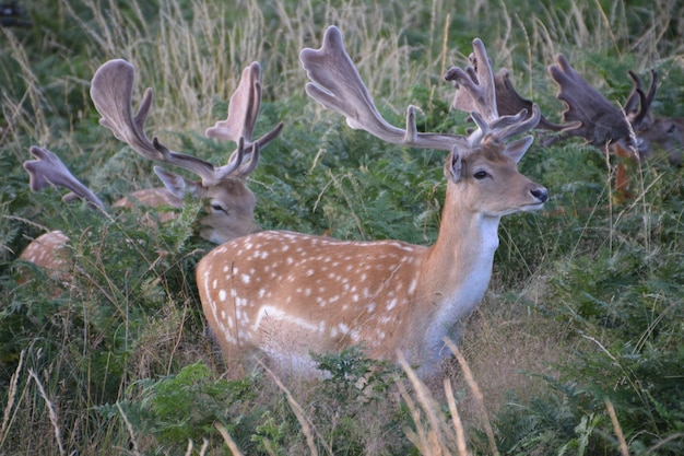 Herten in Bushy Park.