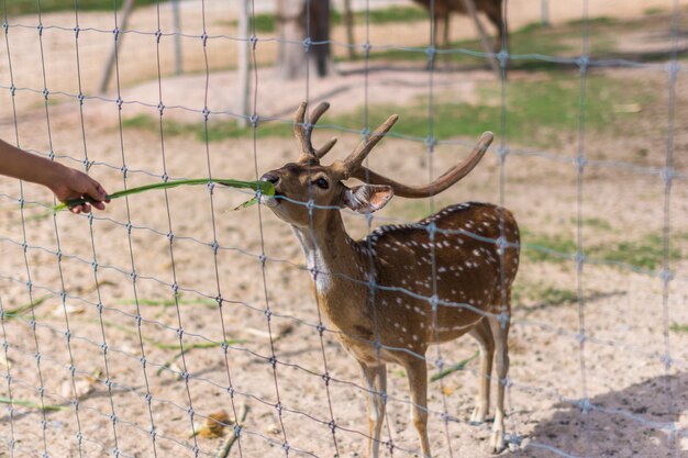 Herten in de dierentuin