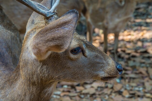 Herten in de dierentuin.