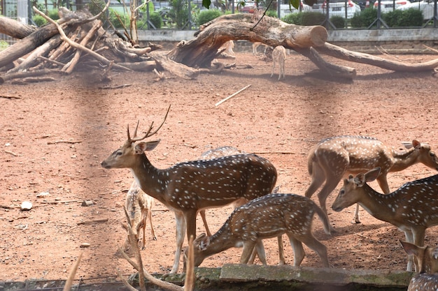 herten in de dierentuin