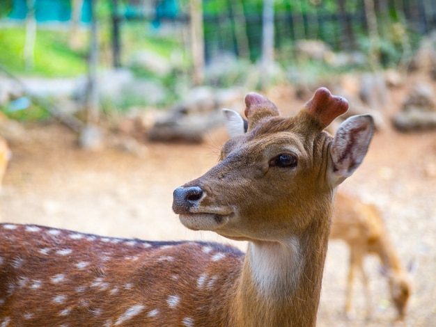 Herten in de dierentuin