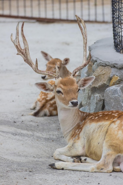 Herten in de dierentuin