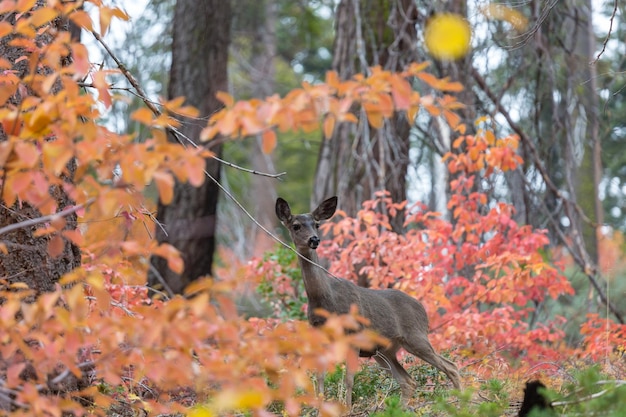 Herten in de herfstbos