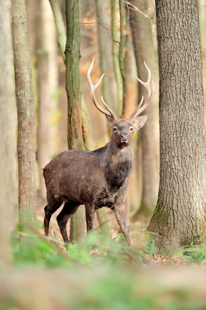 Herten in de herfstbos