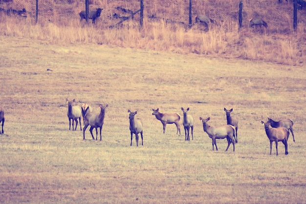 herten in de wei dieren dieren in het wild geen mensen