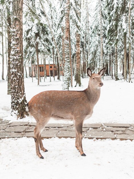 Foto herten in de winter in het park