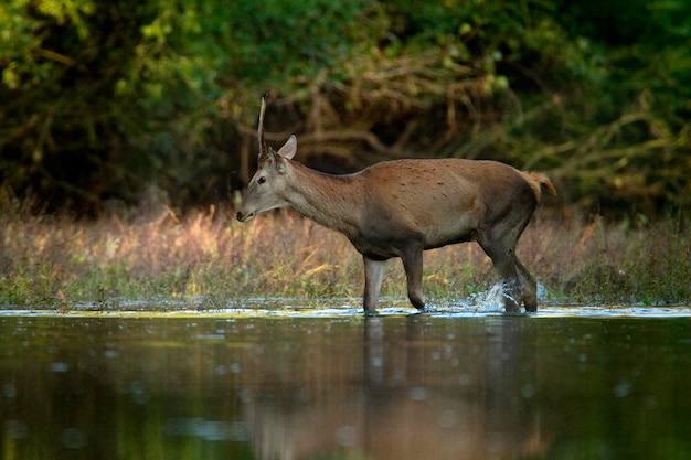 Herten in de zijtak van de rivier de Drava