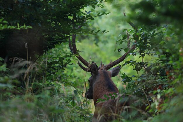 Foto herten in een bos.