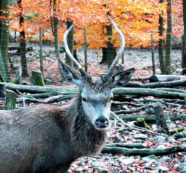 Foto herten in een bos.