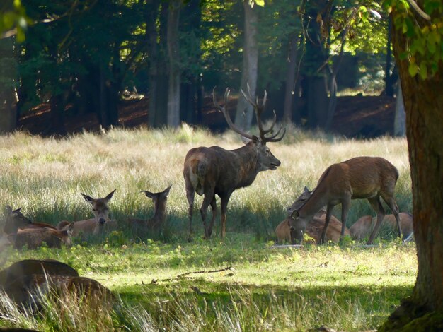 Foto herten in een bos.