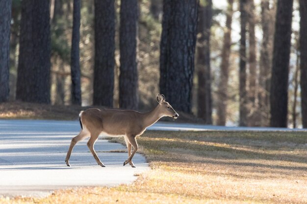 Foto herten in een bos