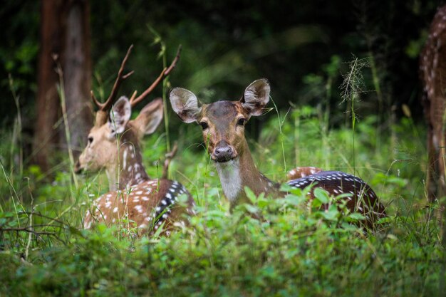 Foto herten in een bos.