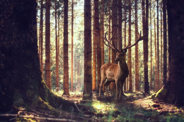 Herten in een bos.