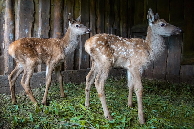 herten in een hertenboerderij tegen de achtergrond van de groene natuur