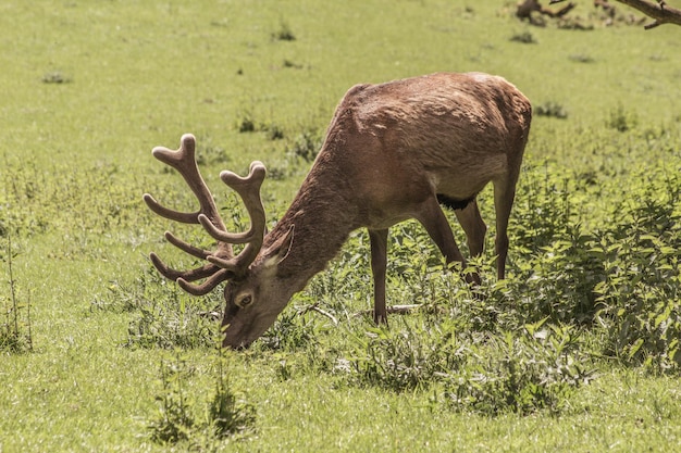 Foto herten in een veld.