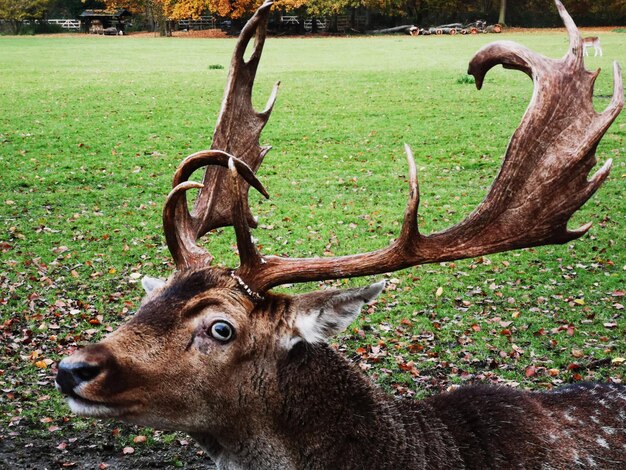 Foto herten in een veld.