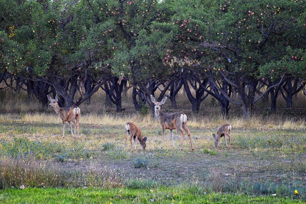 Foto herten in een veld.