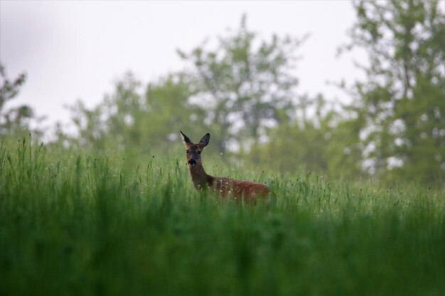 Foto herten in een veld.