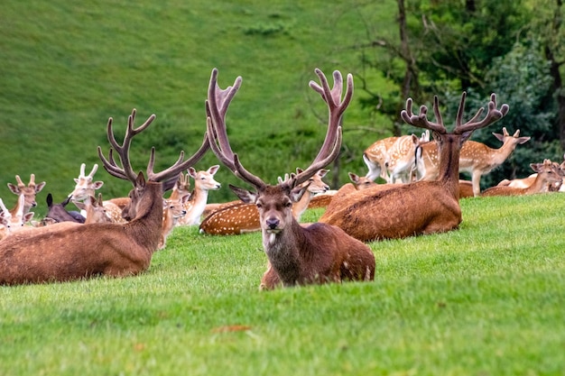 Foto herten in een veld.