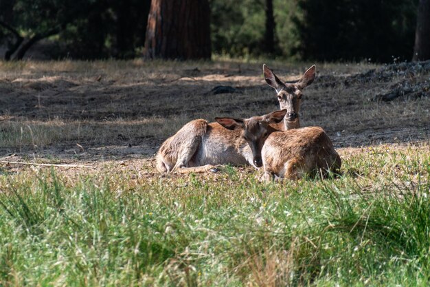 Foto herten in een veld.