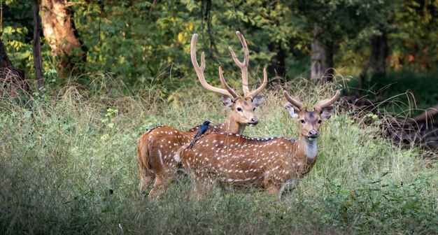 Foto herten in een veld.