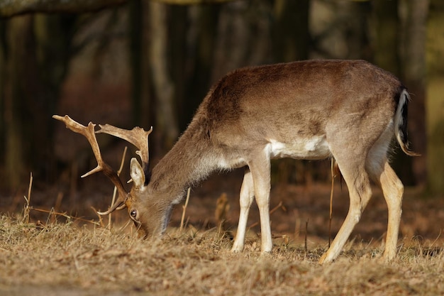 Foto herten in een veld.