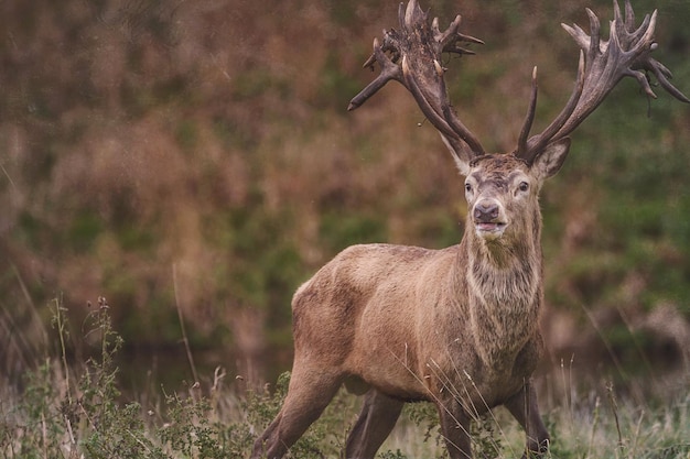 Herten in een veld.