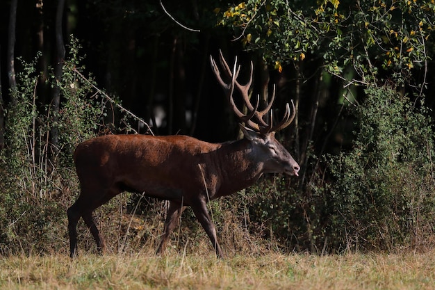 Foto herten in een veld.