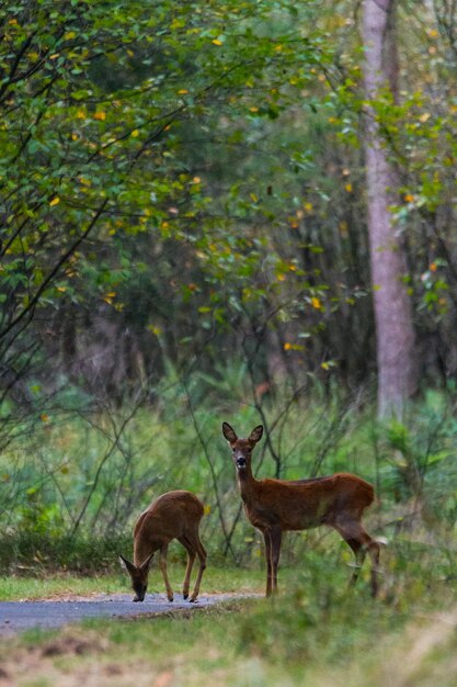 Foto herten in het bos