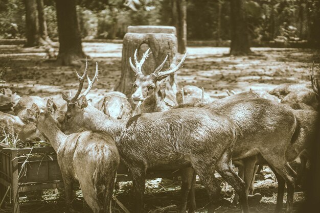 Foto herten in het bos