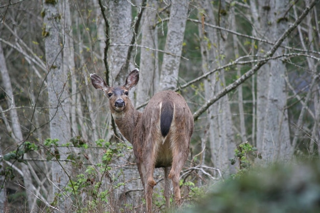 Foto herten in het bos