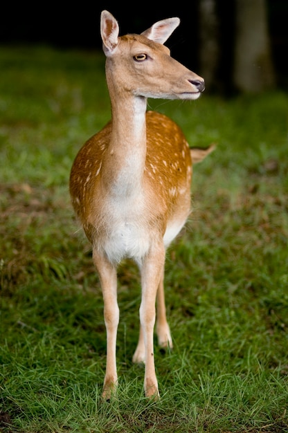 Herten in het bos