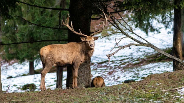 Herten in het donkere bos in de winter