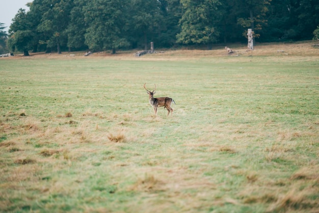 Herten in het landschap