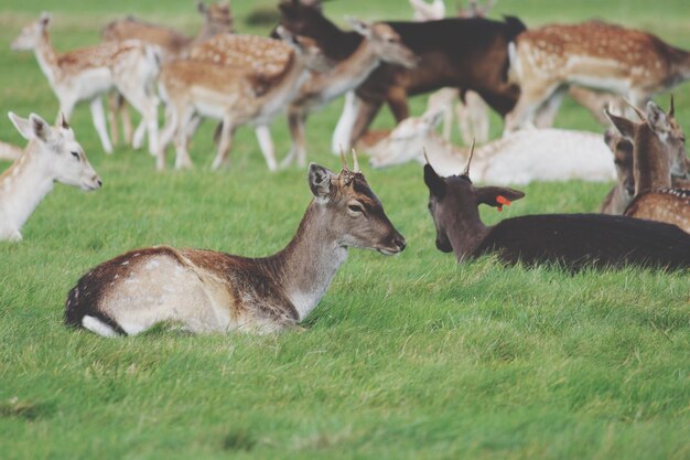 Foto herten ontspannen op het grasveld