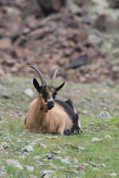 Foto herten ontspannen op het veld