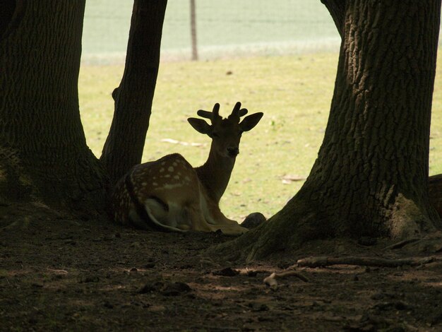 Foto herten op boomstammen in het veld