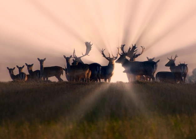 Herten op de berg en de zonnestralen